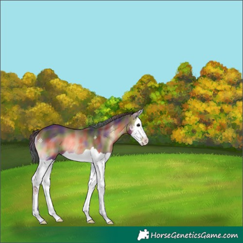 Horse Color:Nacre Brown Onyx Splash Appaloosa Rabicano 