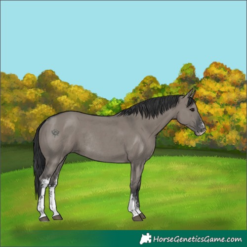 Horse Color:Unknown 