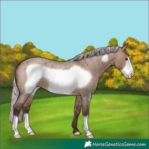 Horse Color:Silver Brown Roan Dun Frame 