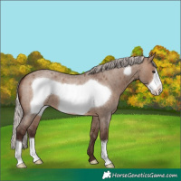 Horse Color:Silver Brown Roan Dun Frame