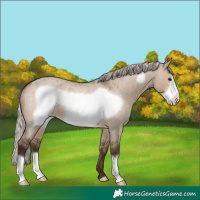 Horse Color:Silver Brown Roan Dun Frame 