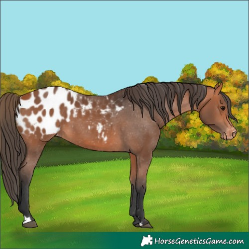 Horse Color:Bay Appaloosa 