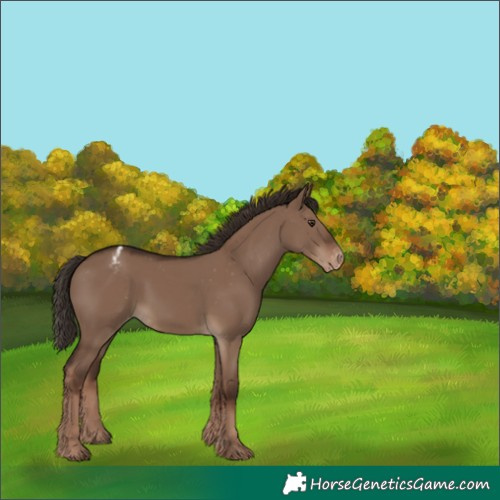 Horse Color:White Spotted Liver Red Dun Appaloosa
