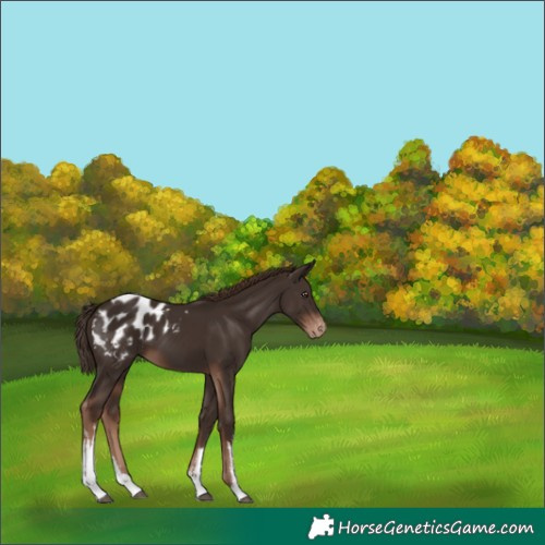 Horse Color:White Spotted Liver Chestnut Appaloosa