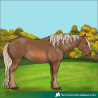 Horse Color:Chocolate Palomino 