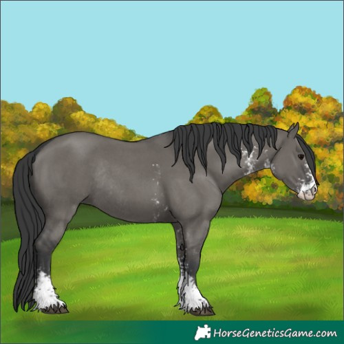 Horse Color:Grullo Sabino Rabicano 