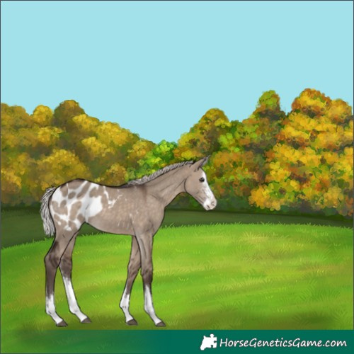 Horse Color:Silver Brown Dun Sabino Splash Appaloosa