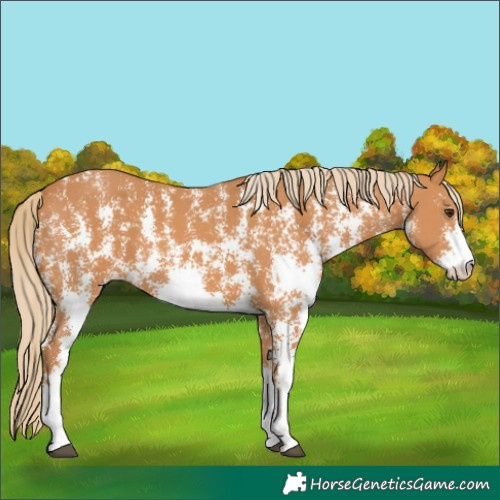 Horse Color:Chestnut Sabino