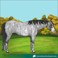 Horse Color:Blue Roan Sabino Splash  and Blue Roan Sabino Splash 