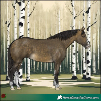 Horse Color:Buckskin Dun Sabino 