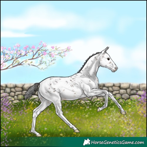 Horse Color:White Spotted Brown Sabino 