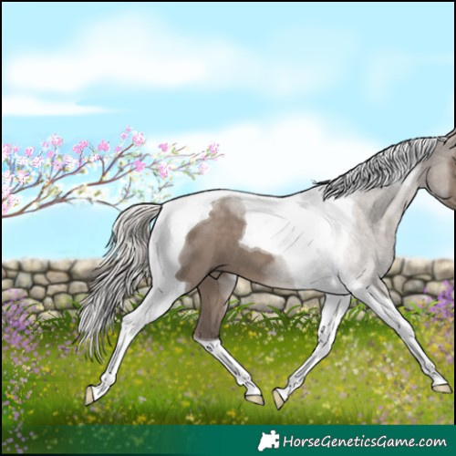 Horse Color:Silver Grullo Tobiano 