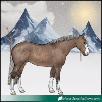 Horse Color:Silver Brown Dun