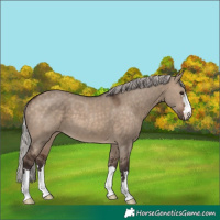 Horse Color:Silver Brown Dun