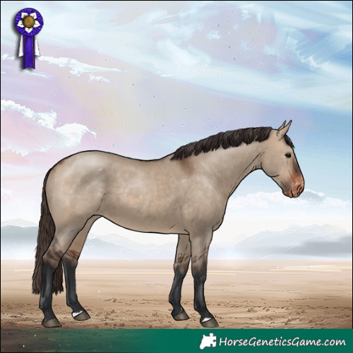 Horse Color:Bay Dun Appaloosa Rabicano 