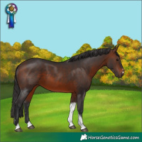 Horse Color:Brown Tobiano