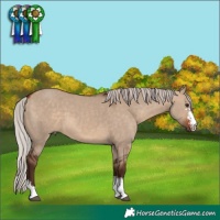 Horse Color:Silver Bay Dun Sabino 