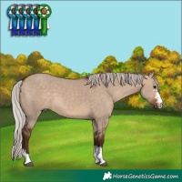 Horse Color:Silver Bay Dun Sabino