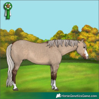 Horse Color:Silver Bay Dun Sabino 