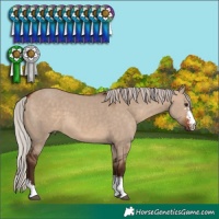 Horse Color:Silver Bay Dun Sabino 