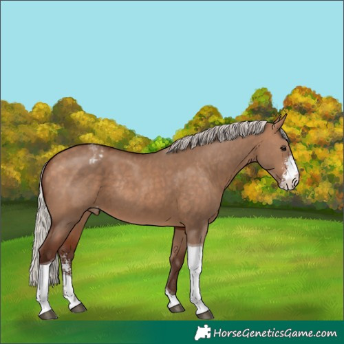 Horse Color:Silver Bay Dun Sabino Tobiano Appaloosa Rabicano 