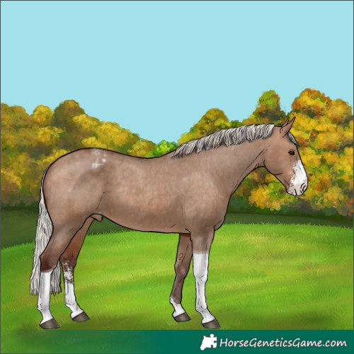 Horse Color:Silver Bay Dun Sabino Tobiano Appaloosa Rabicano 
