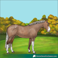 Horse Color:Silver Bay Dun Sabino Tobiano Appaloosa Rabicano 