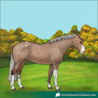 Horse Color:Silver Bay Dun Sabino Tobiano Appaloosa Rabicano 
