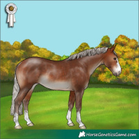 Horse Color:Silver Bay Rabicano