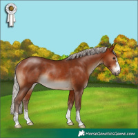 Horse Color:Silver Bay Rabicano 