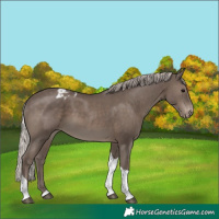 Horse Color:Silver Black Tobiano Appaloosa 