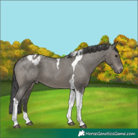 Horse Color:Grullo Tobiano Appaloosa 