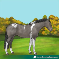 Horse Color:Grullo Tobiano Appaloosa 