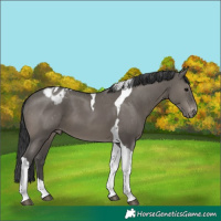 Horse Color:Grullo Tobiano Blanket