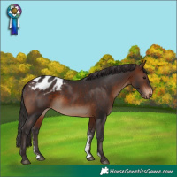 Horse Color:Brown Sabino Appaloosa