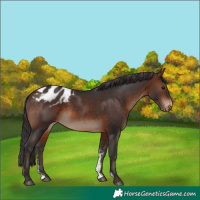 Horse Color:Brown Sabino Appaloosa