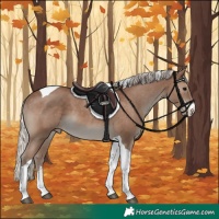 Horse Color:Silver Black Sabino Tobiano Appaloosa 