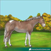 Horse Color:Silver Black Sabino Tobiano Appaloosa