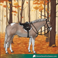 Horse Color:Silver Black Sabino Tobiano Appaloosa 