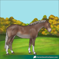 Horse Color:Silver Black Tobiano Appaloosa