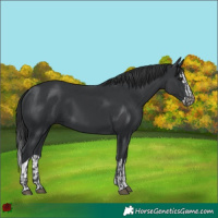 Horse Color:Black  and Black Splash 