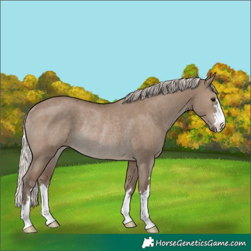 Horse Color:Silver Grullo Rabicano