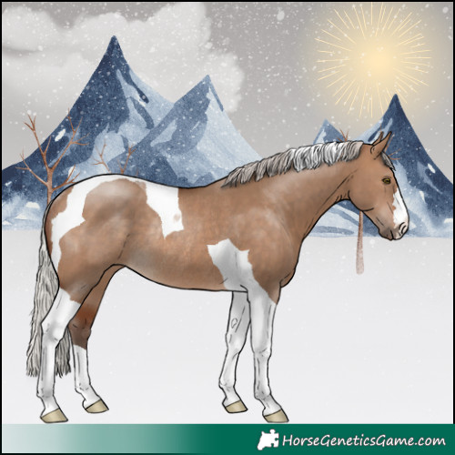 Horse Color:Silver Brown Dun Tobiano Rabicano 