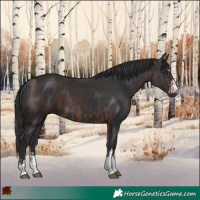 Horse Color:Brown  and Black 