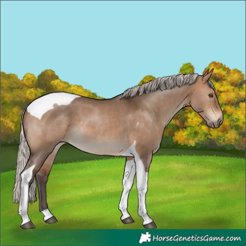 Horse Color:Silver Brown Dun Tobiano 