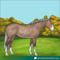 Horse Color:Silver Brown Dun Rabicano 
