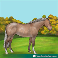 Horse Color:Silver Bay Dun Rabicano