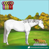 Horse Color:White Spotted Classic Champagne Dun Sabino 