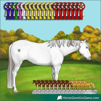 Horse Color:White Spotted Classic Champagne Dun Sabino 