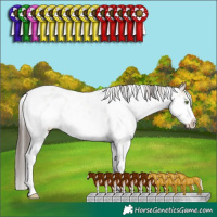 Horse Color:White Spotted Classic Champagne Dun Sabino